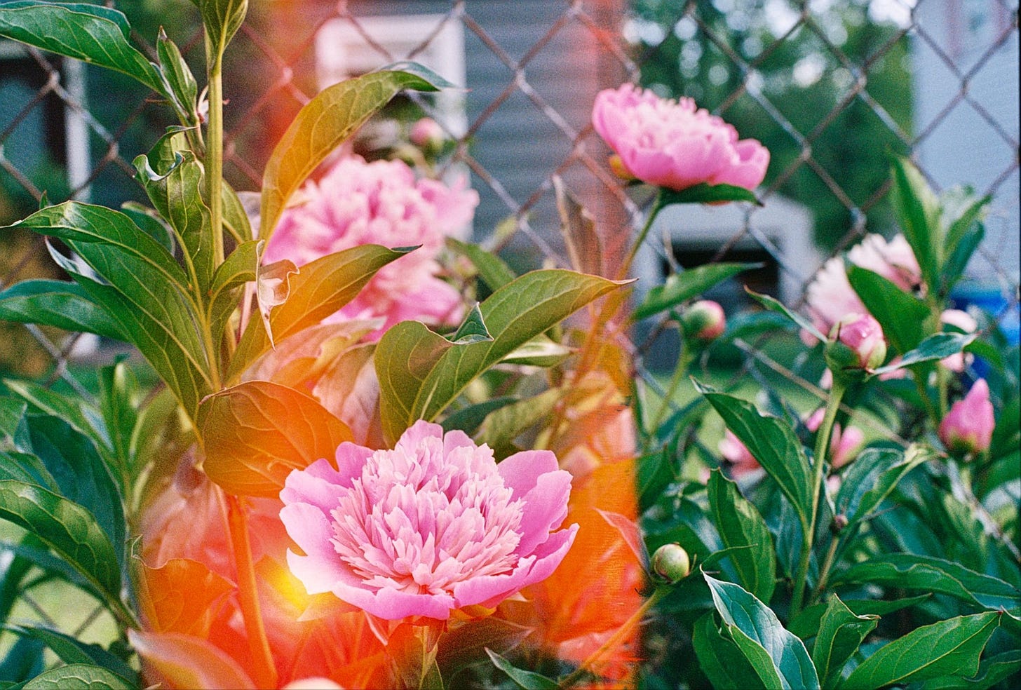 Hot-orange light streaks across a photo of bright juicy pink peonies in Rebekah's front yard.