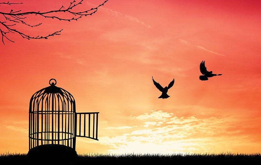 Birds flying birds in a cage

Description automatically generated