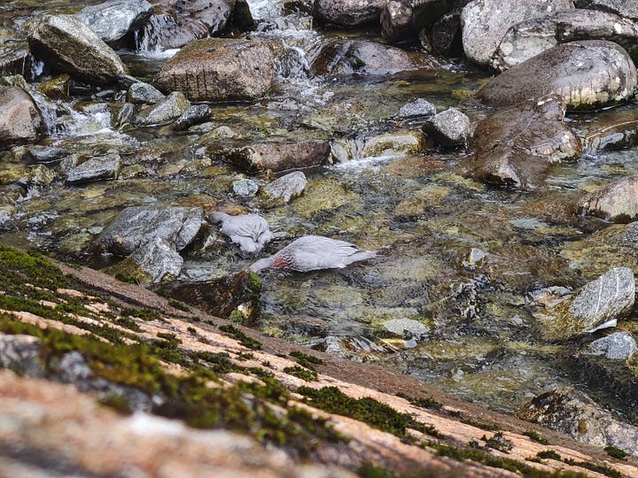 Kōwhiowhio, NZ's rare blue duck, at Sutherland Falls