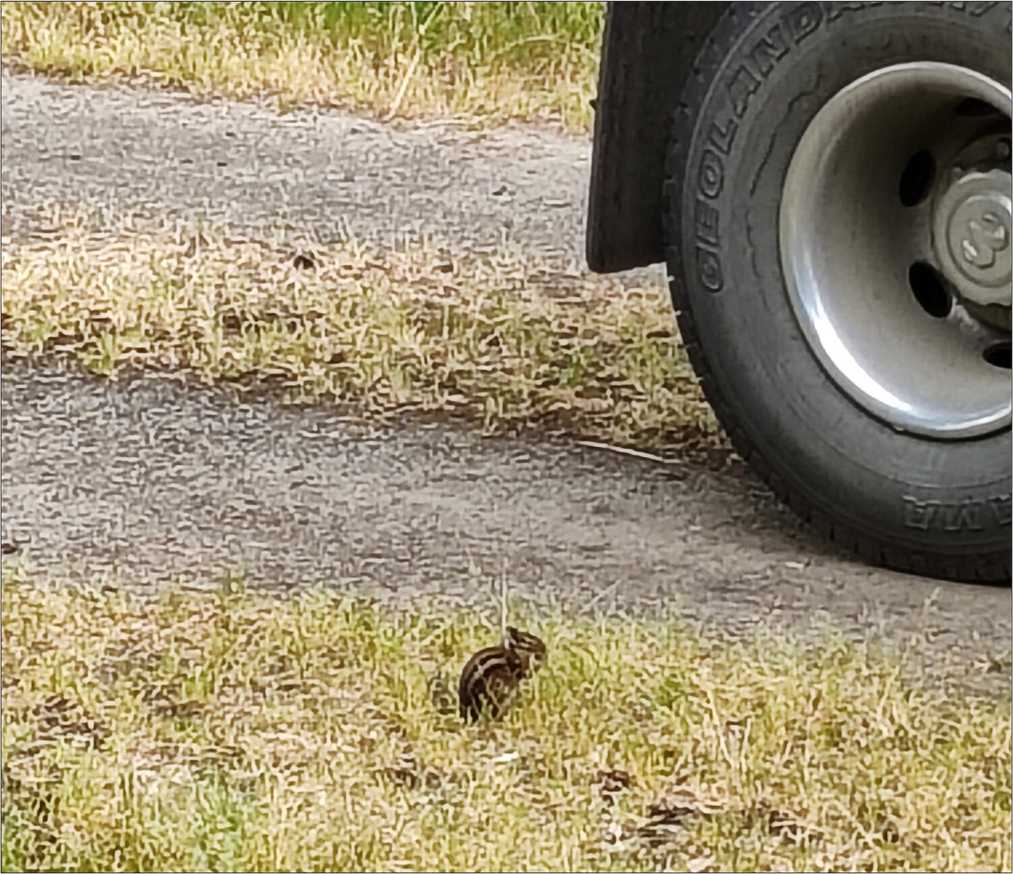 Meet Hoover. We named him that for his ability to hoover up Ernie’s cover crop seeds.