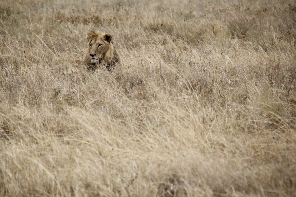 Serengeti, Tanzania, Löwe