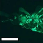 Can we make mosquitoes resist malaria?