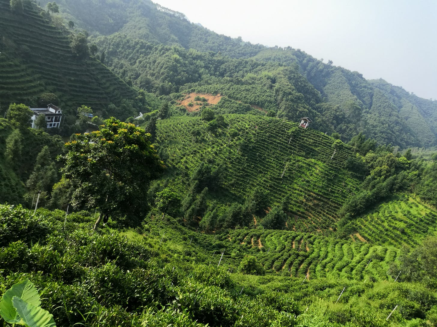 Landscape of Liu Bao tea hillsides outside of Wuzhou, Guangxi, China...my CGTN documentary shot in 2020