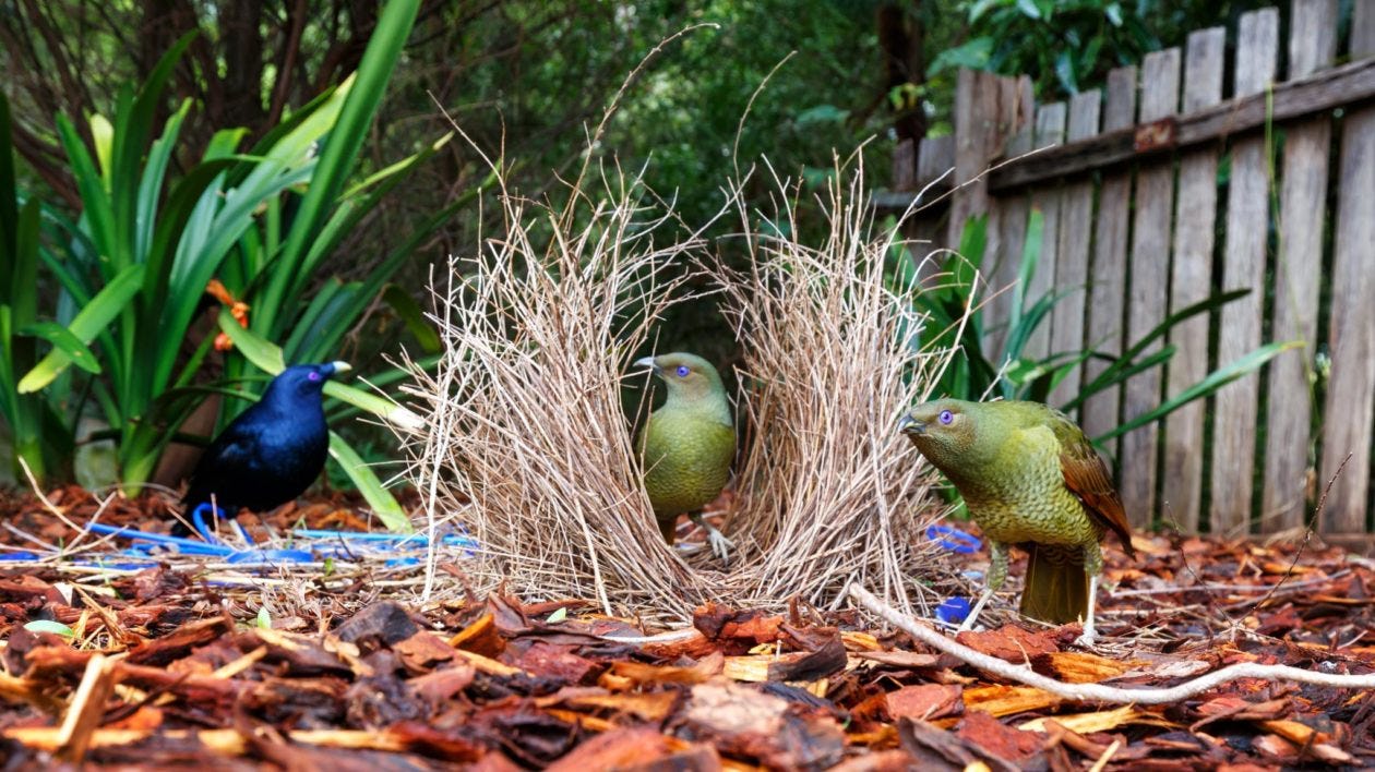 two green birds around a stick bower while a dark birds looks on two green birds around a stick bower while a dark birds looks on