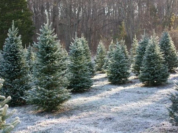 MA Christmas Tree Farm Map 2021: Where To Cut Your Own | Across  Massachusetts, MA Patch