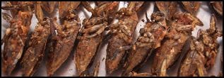 Baht Bugs