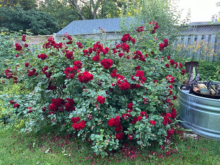 Navy Lady roses in my garden