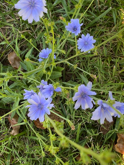 chicory and its roots, whole and chopped