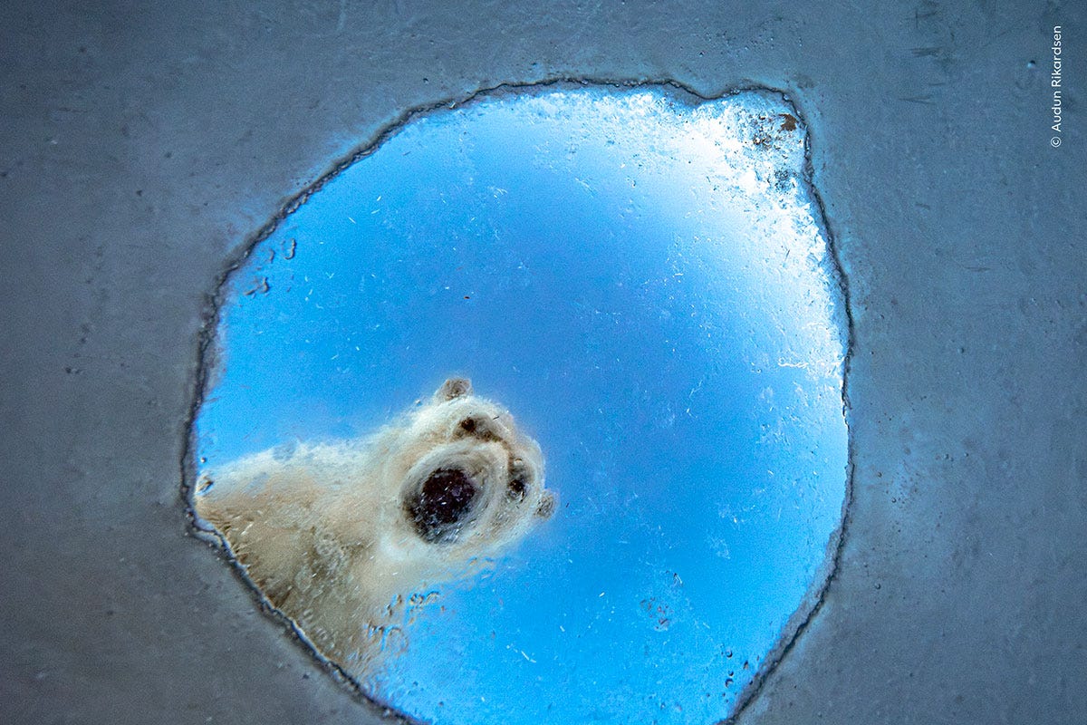 A photo taken from underwater looking up as a polar bear peers down through a hole in the ice. Overlaid text reads "© Audun Rikardsen". A photo taken from underwater looking up as a polar bear peers down through a hole in the ice. Overlaid text reads "© Audun Rikardsen".