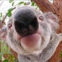 KoalaNose's avatar