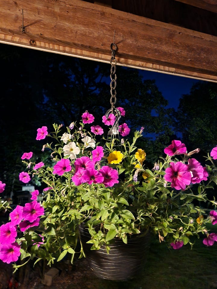Zinnias, calibrachoa, petunias, roses, cannas, coral bells
