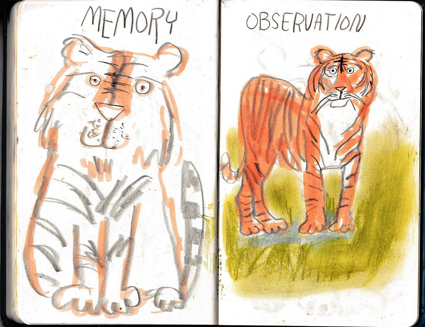 tiger illustration by Beth Spencer tiger illustration by Beth Spencer