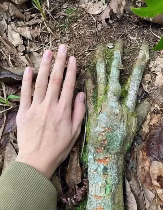 This may contain: a person's hand on top of a tree trunk in the ground next to leaves