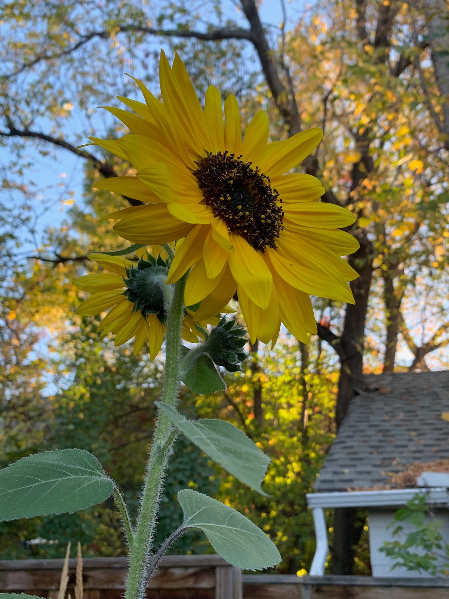two sunflowers on one stalk with a third flower bud