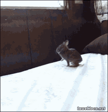 Bunny Fail GIFs | Tenor