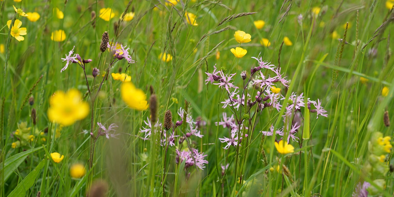 Silene flos-cuculi | ragged robin