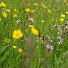 Silene flos-cuculi | ragged robin 