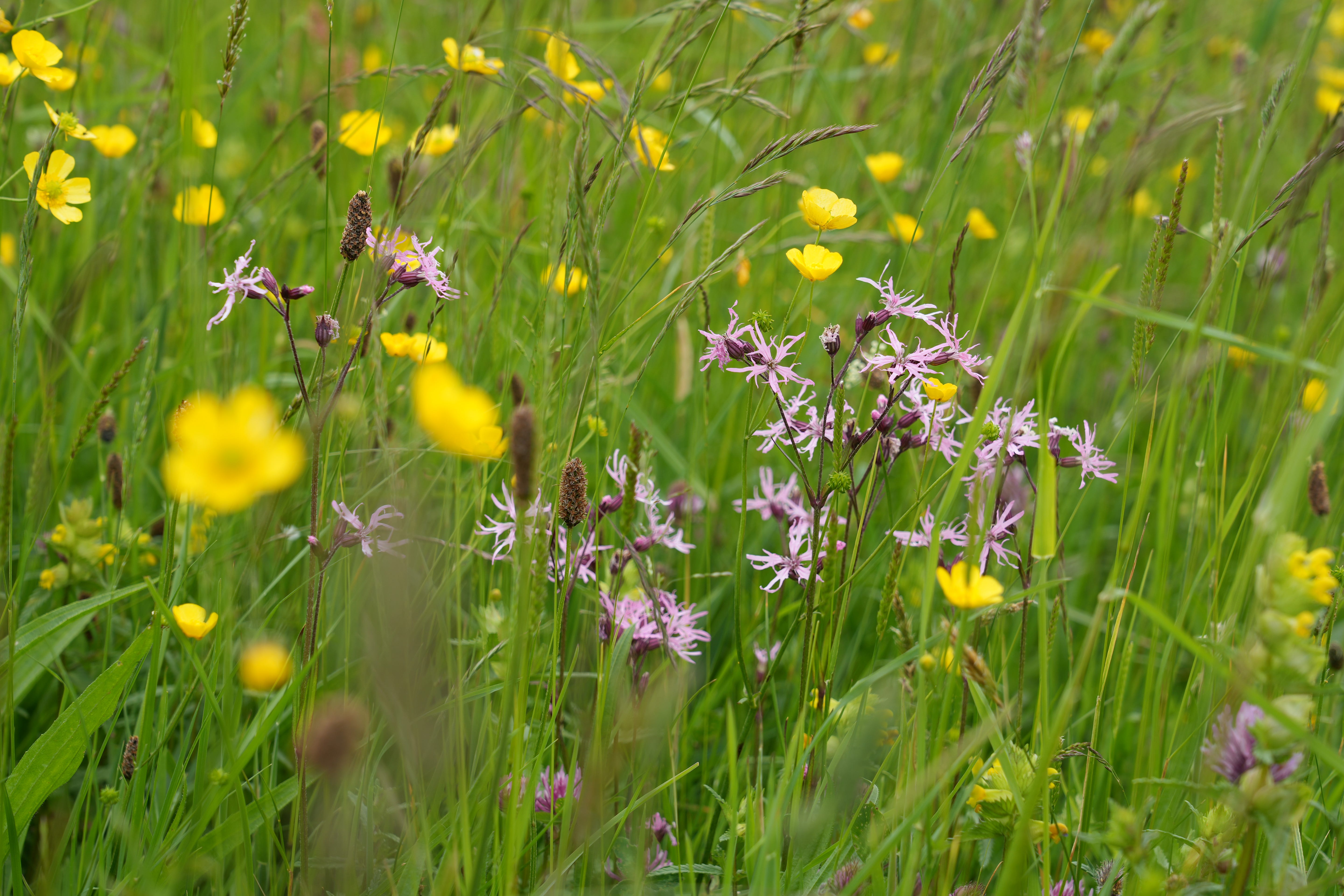 Silene flos-cuculi | ragged robin 