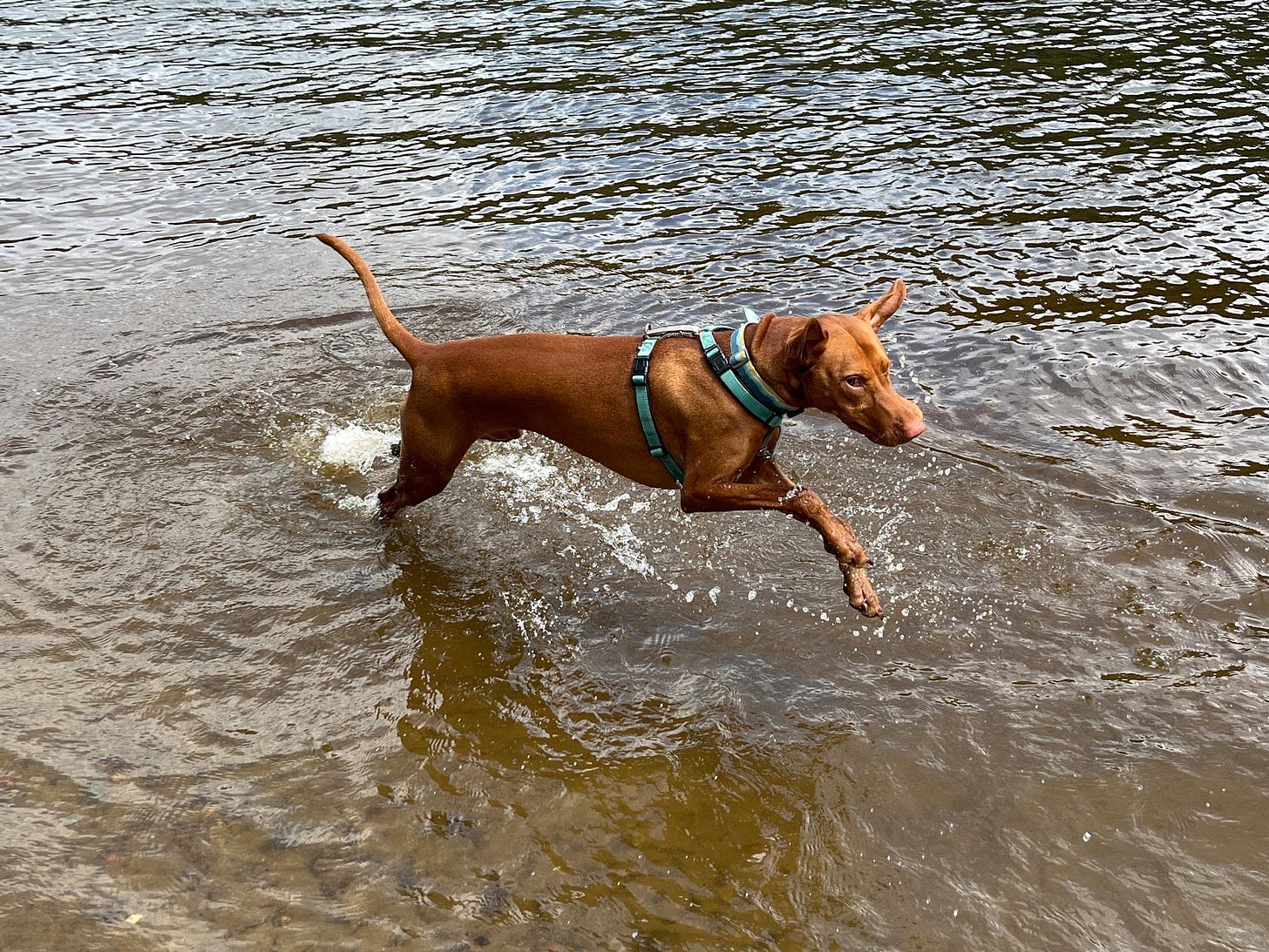 Lief, the one-eyed vizsla, plays in a puddle as he goes on another exciting adventure. 