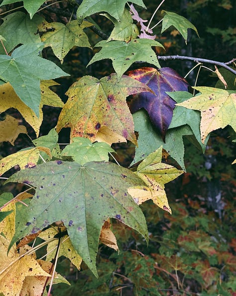 Photographs of leaves from various trees, all with the same dark red color
