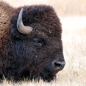 SCOUTING REPORT | Pirated bison, volunteering for America250, anti-America250 senator, perils of divorce