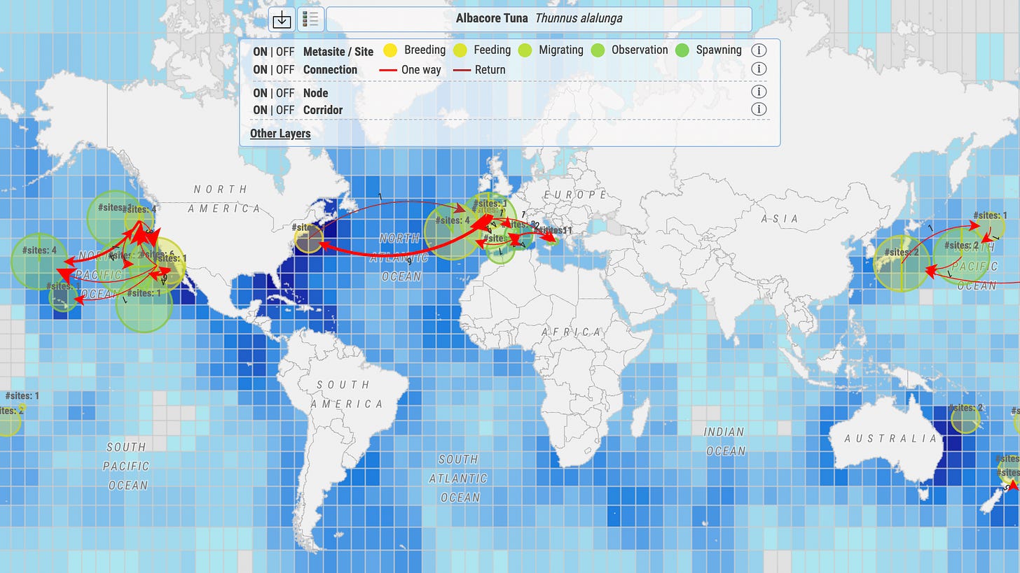 Global map showing, through red arrows, the migration pattern of albacore tuna