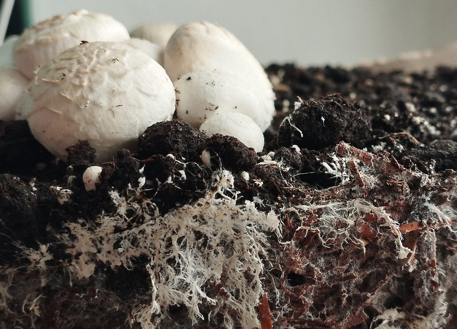 A block of dirt in cross section reveals white thready clumps below and white mushrooms on top A block of dirt in cross section reveals white thready clumps below and white mushrooms on top