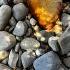 The familiar comforts of common tussock grass