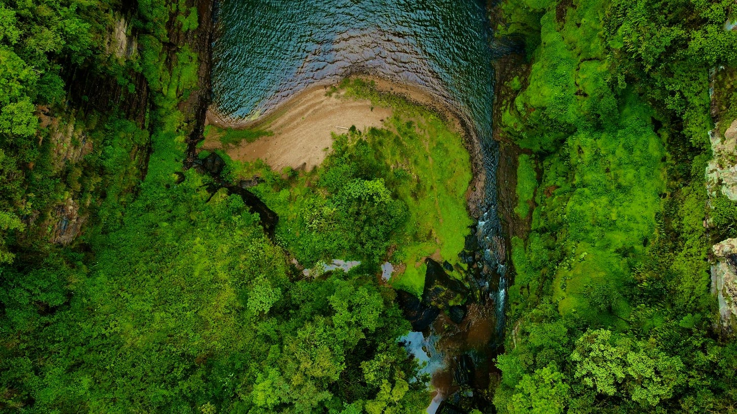 Aerial photograph of lush bright-green trees and clear rippling water
