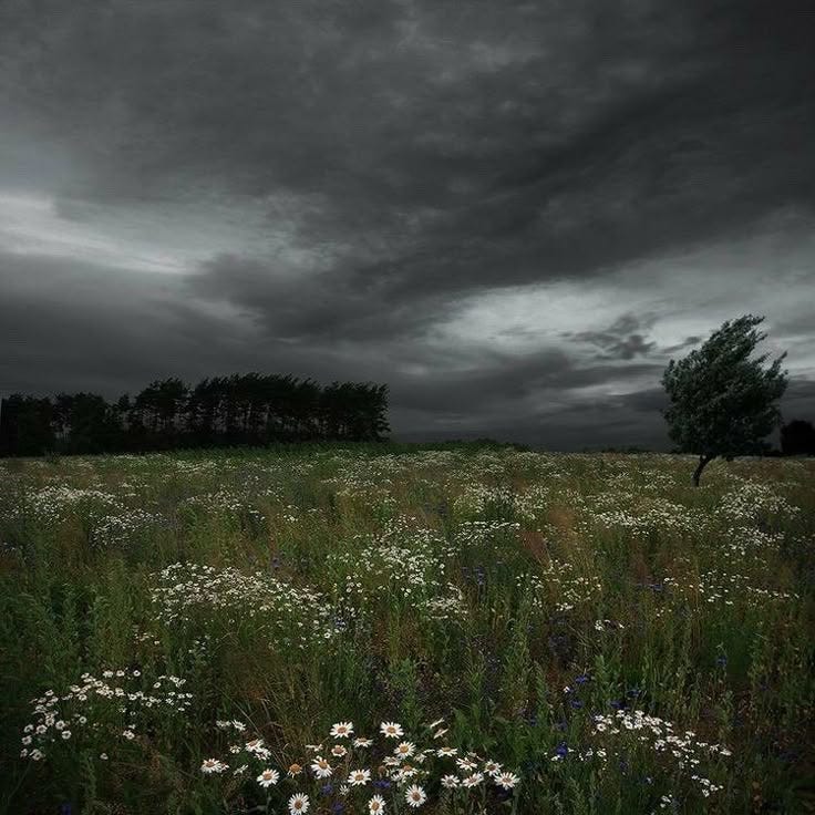 This may contain: a field full of wildflowers under a dark sky with trees in the background