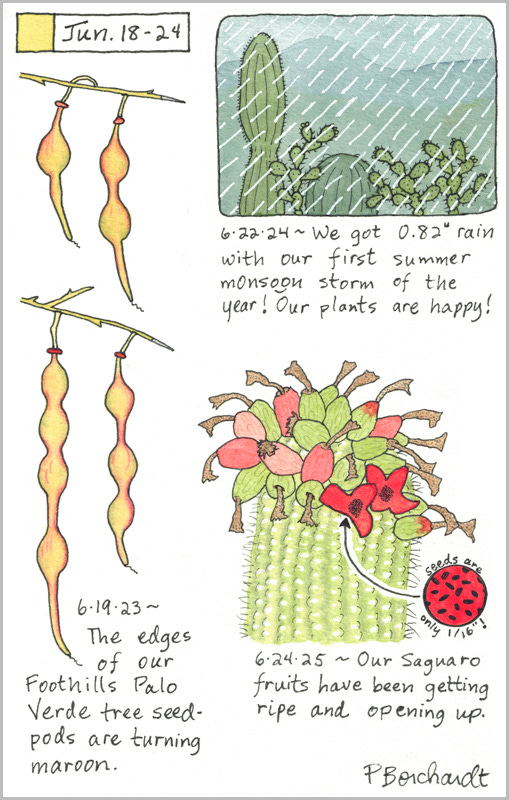 Perpetual Journal, week of Jun. 18-24: Saguaro Fruits and Seeds (2025); Summer Monsoon Storm (2024); Foothills Palo Verde Seedpods (2023) Perpetual Journal, week of Jun. 18-24: Saguaro Fruits and Seeds (2025); Summer Monsoon Storm (2024); Foothills Palo Verde Seedpods (2023)
