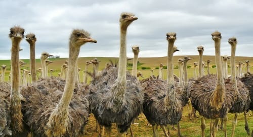 Free Close-up of a flock of ostriches in an open field, showcasing wildlife in nature. Stock Photo Free Close-up of a flock of ostriches in an open field, showcasing wildlife in nature. Stock Photo