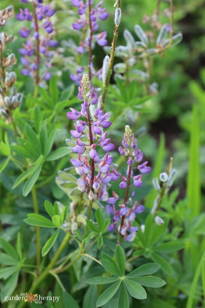 purple lupine purple lupine
