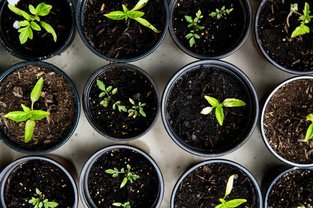 indoor herb garden