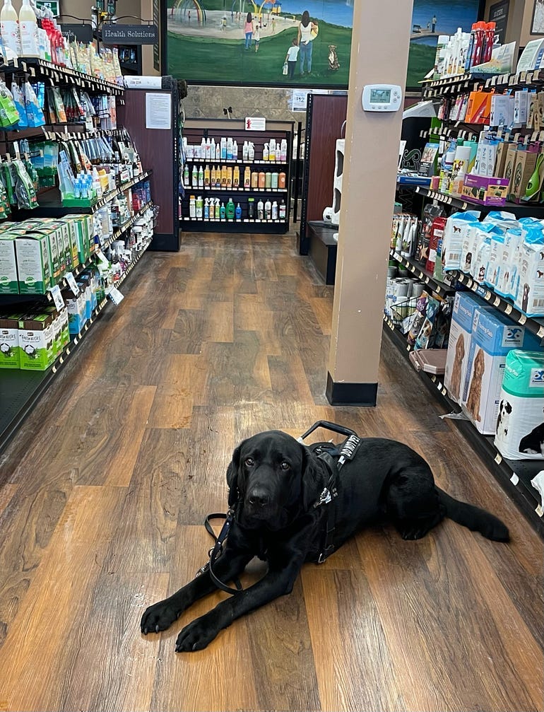 Cooper a black lab, in his working harness, sitting in the aisle of the pet food store