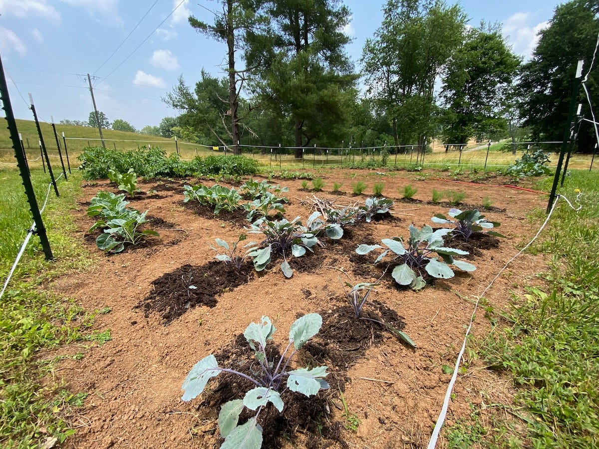 Vegetable garden