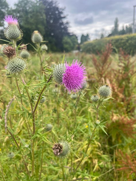 wildflowers