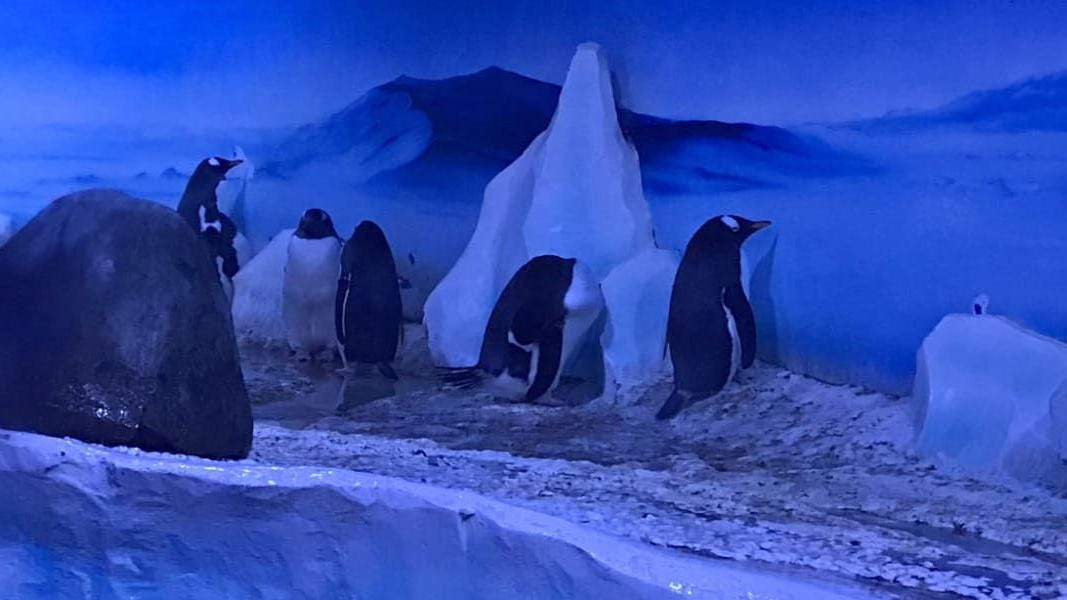 Sea Life penguins captive with no daylight, campaign letter claims - BBC  News