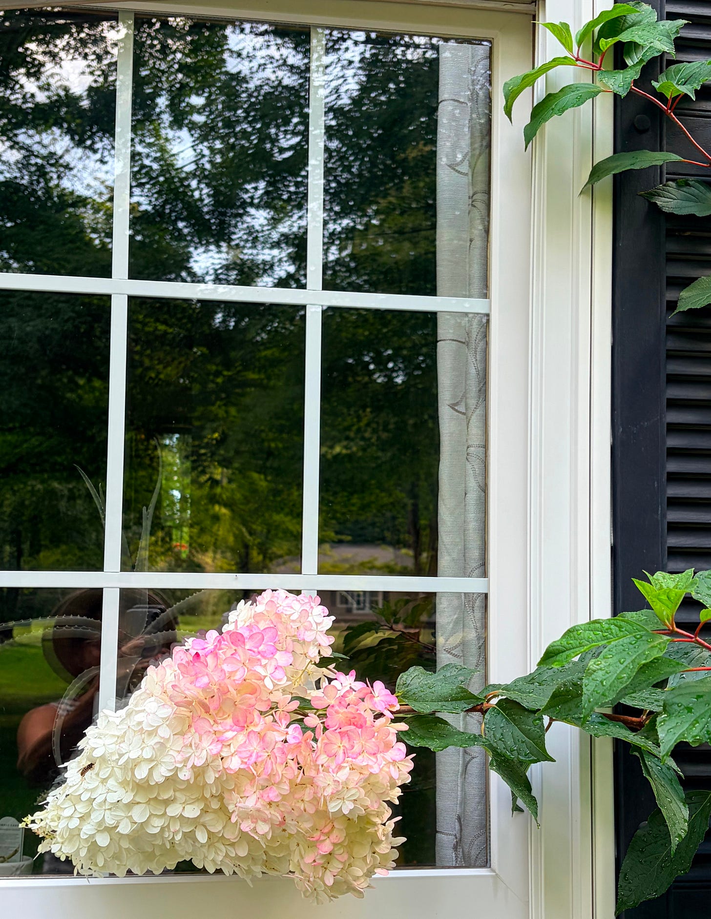 On the Lookout for God: large pink and white pannicle hydrangea bloom in front of a window on a white house