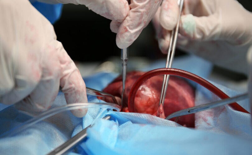 lionessofjudah.substack.com