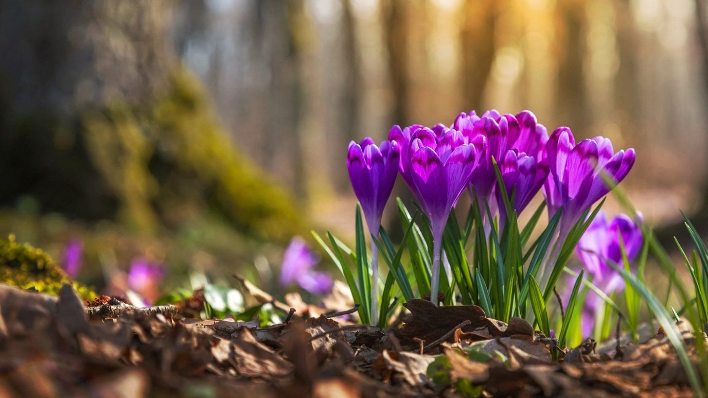 How to Plant, Grow, and Care for Crocus Flowers