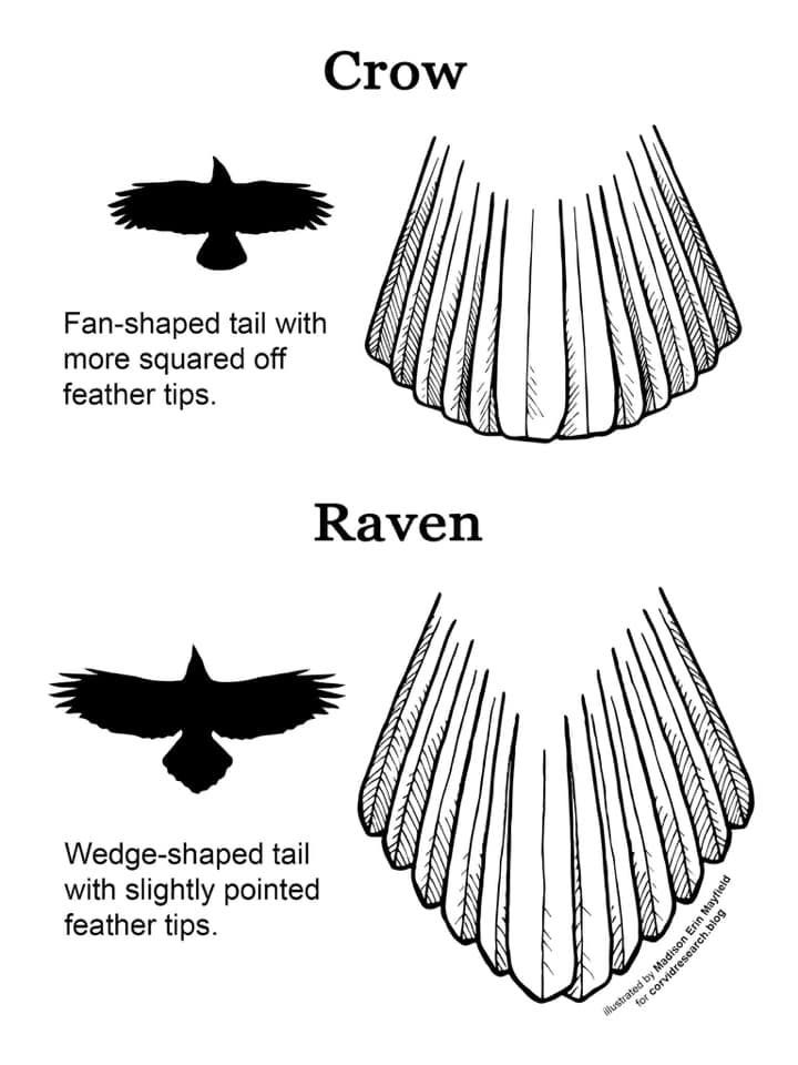 This may contain: the different types of raven wings This may contain: the different types of raven wings