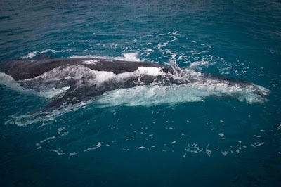 A whale swimming in the water

AI-generated content may be incorrect.