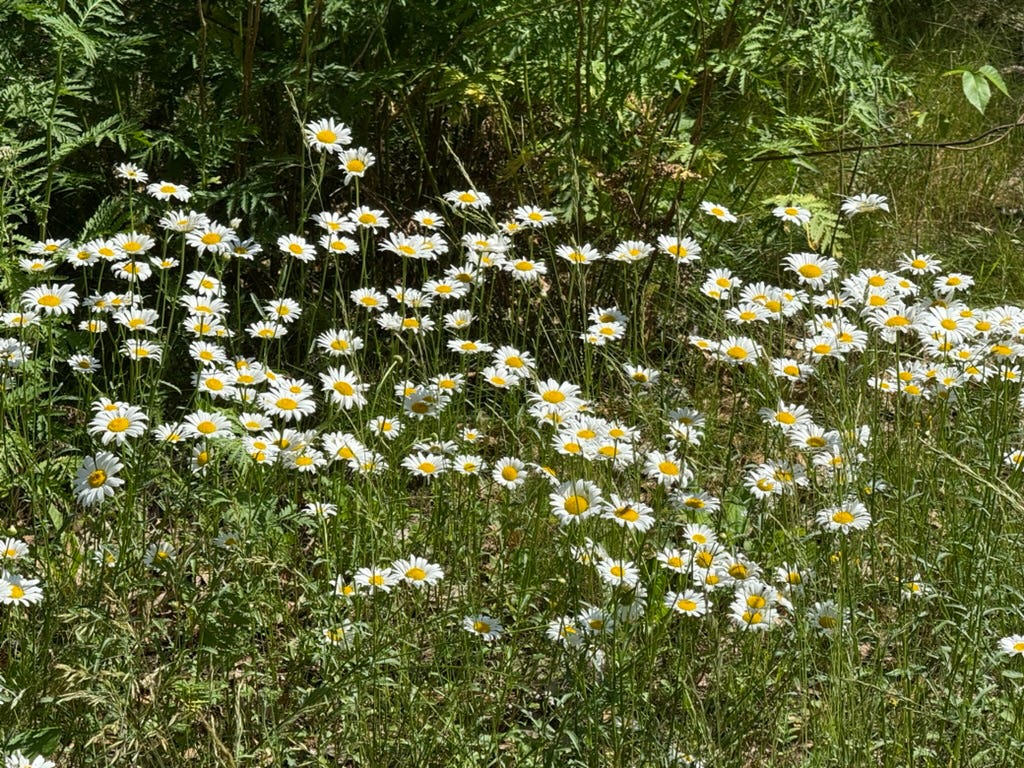 A field of white flowers

AI-generated content may be incorrect.