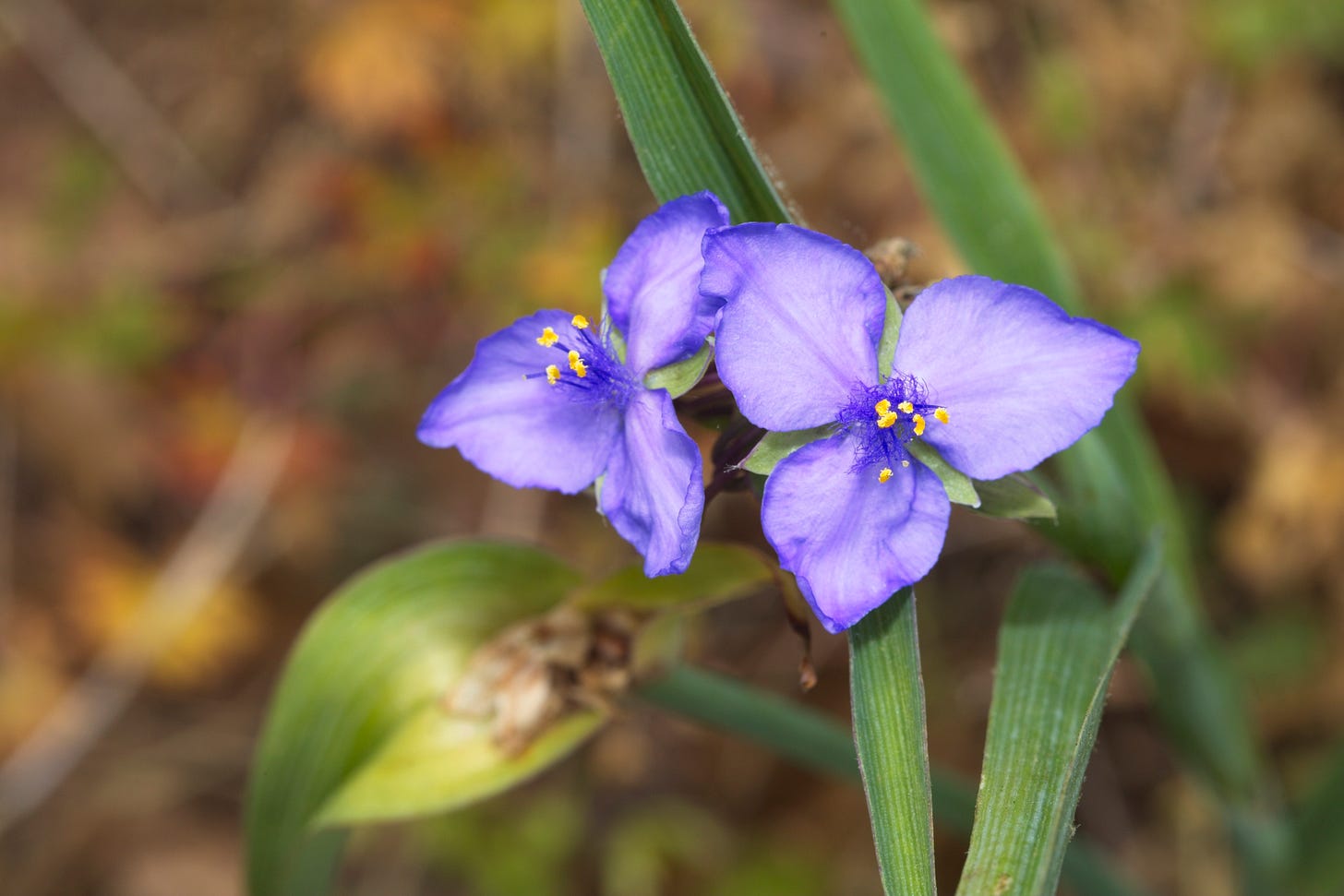 A plant with two purple-blue flowers, each a triangle of three triangular petals