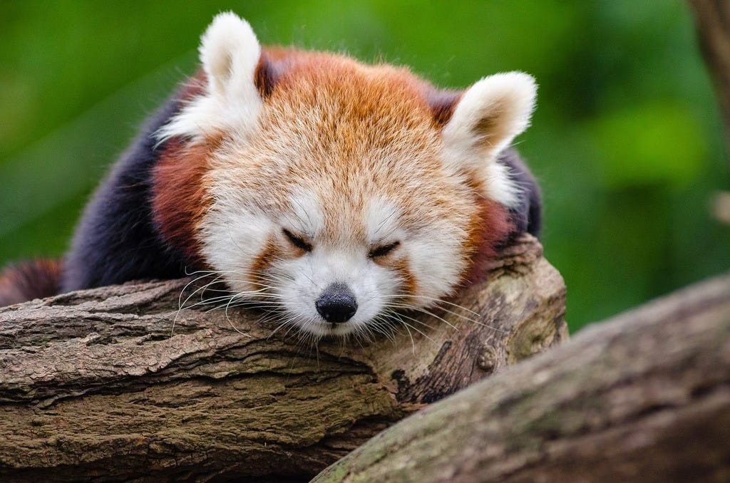 A red panda asleep on a tree branch