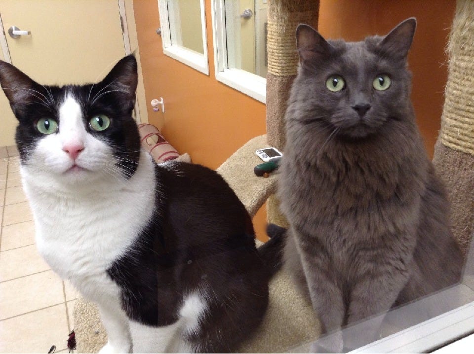 Two cats sitting on a perch. One black & white cat, one gray cat.