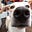 Anonymous Dog Mom's avatar