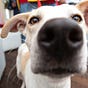 Anonymous Dog Mom's avatar