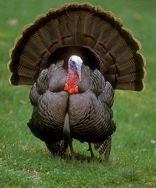 Wild turkey - Wikipedia